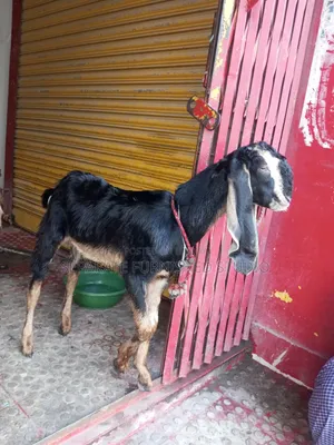 2 Beautiful Totapuri Goats for Sale