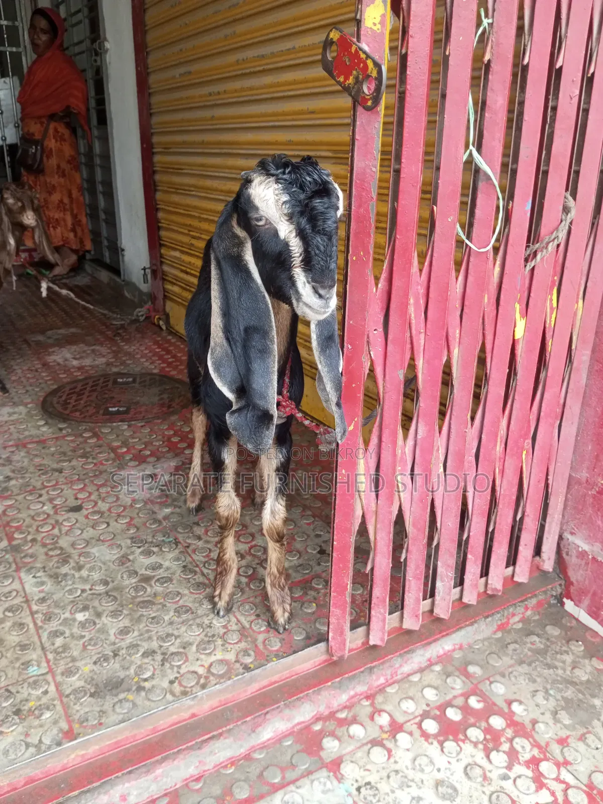 2 Beautiful Totapuri Goats for Sale