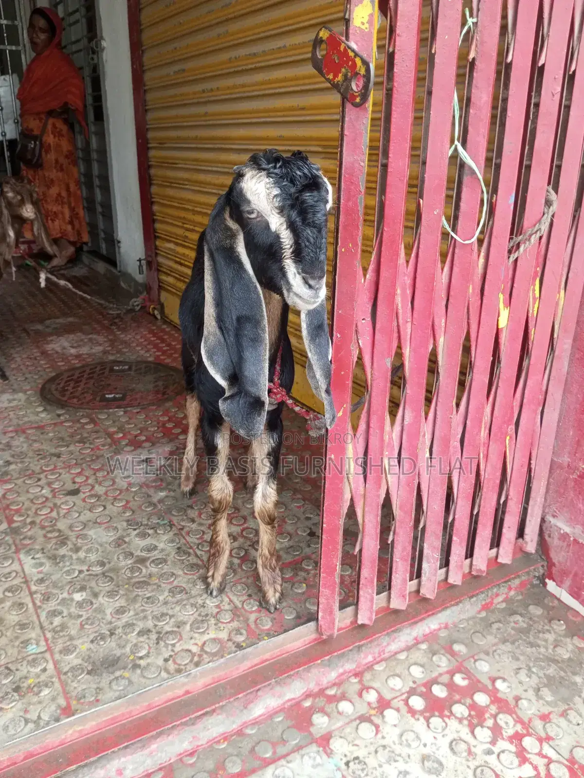 2 Beautiful Totapuri Goats for Sale