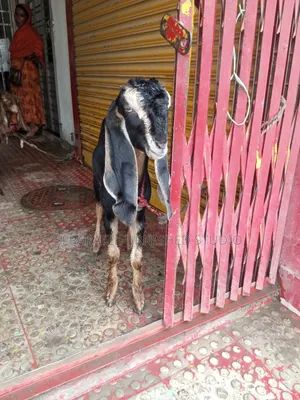 2 Beautiful Totapuri Goats for Sale