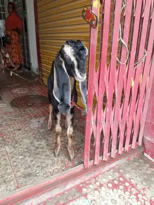 2 Beautiful Totapuri Goats for Sale
