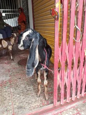 2 Beautiful Totapuri Goats for Sale