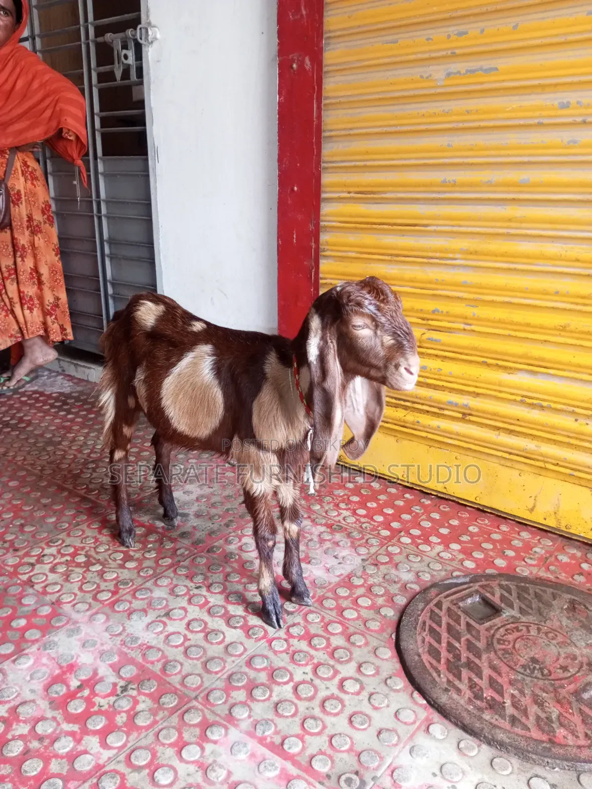2 Beautiful Totapuri Goats for Sale