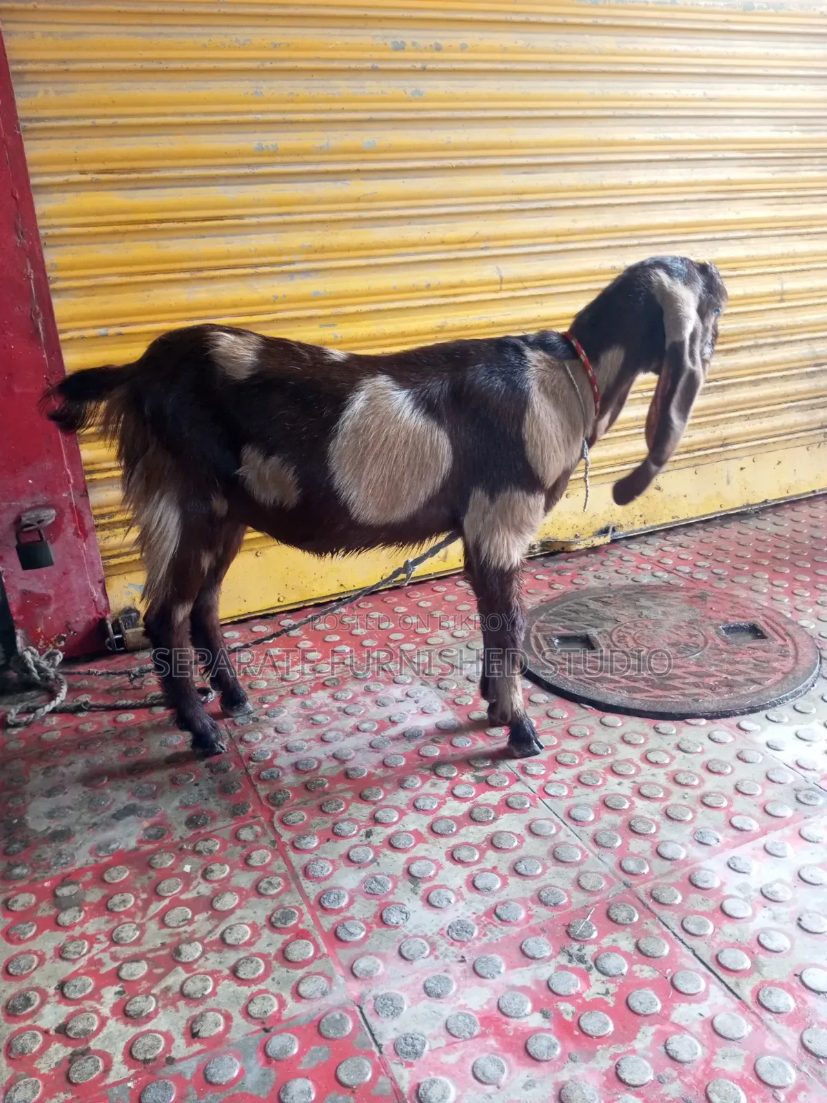 2 Beautiful Totapuri Goats for Sale