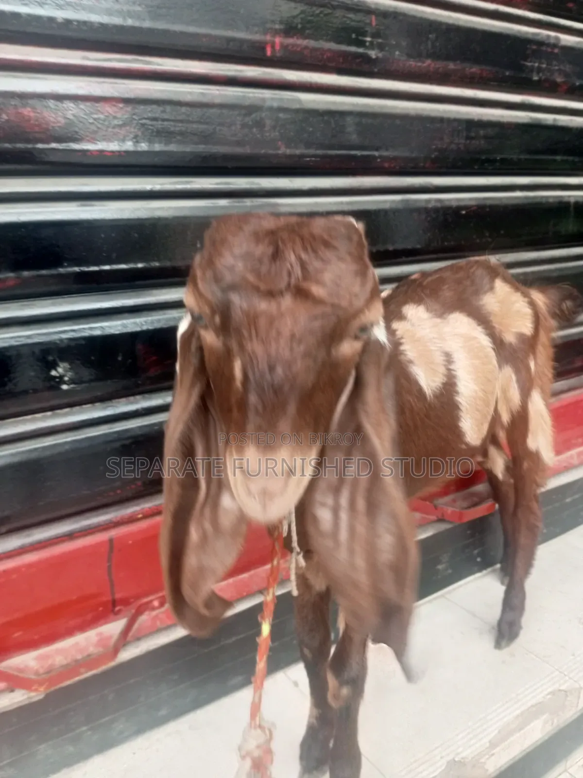 2 Beautiful Totapuri Goats for Sale