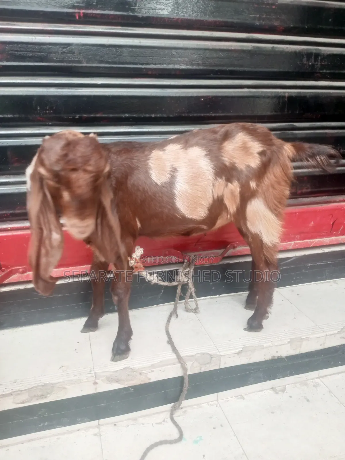2 Beautiful Totapuri Goats for Sale