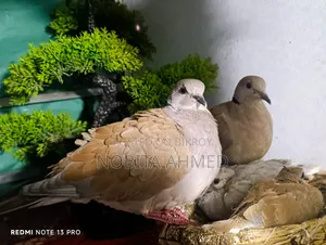 Dove Bird