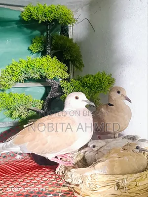 Dove Bird