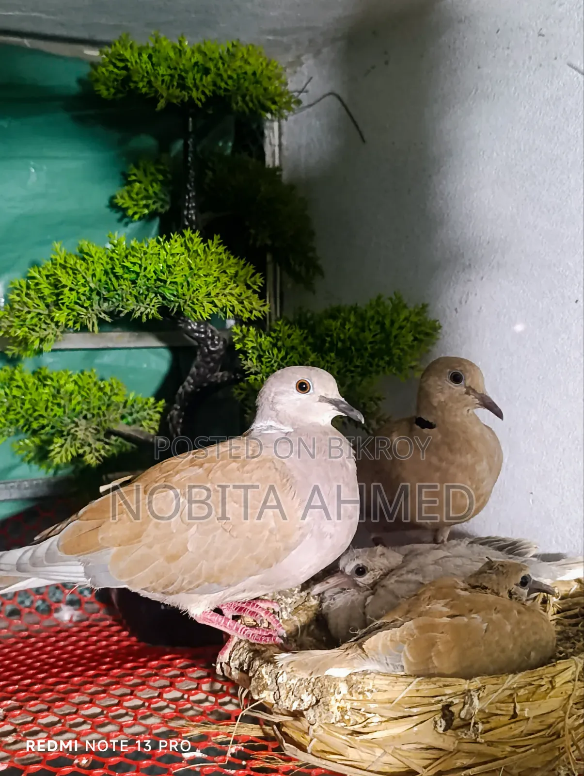 Dove Bird