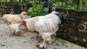 কলম্বিয়ান লাইট ব্রাহামা