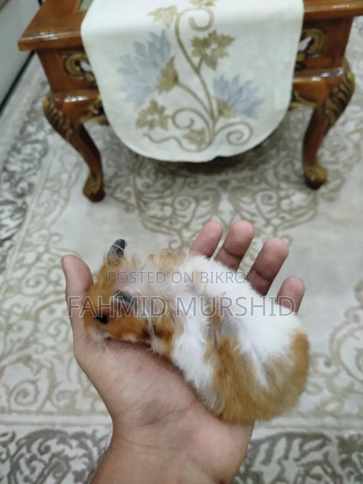পুরুষ এবং স্ত্রী হ্যামস্টার