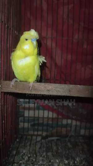 লুটিনো জাপানিজ ডাবল ফ্লাওয়ার