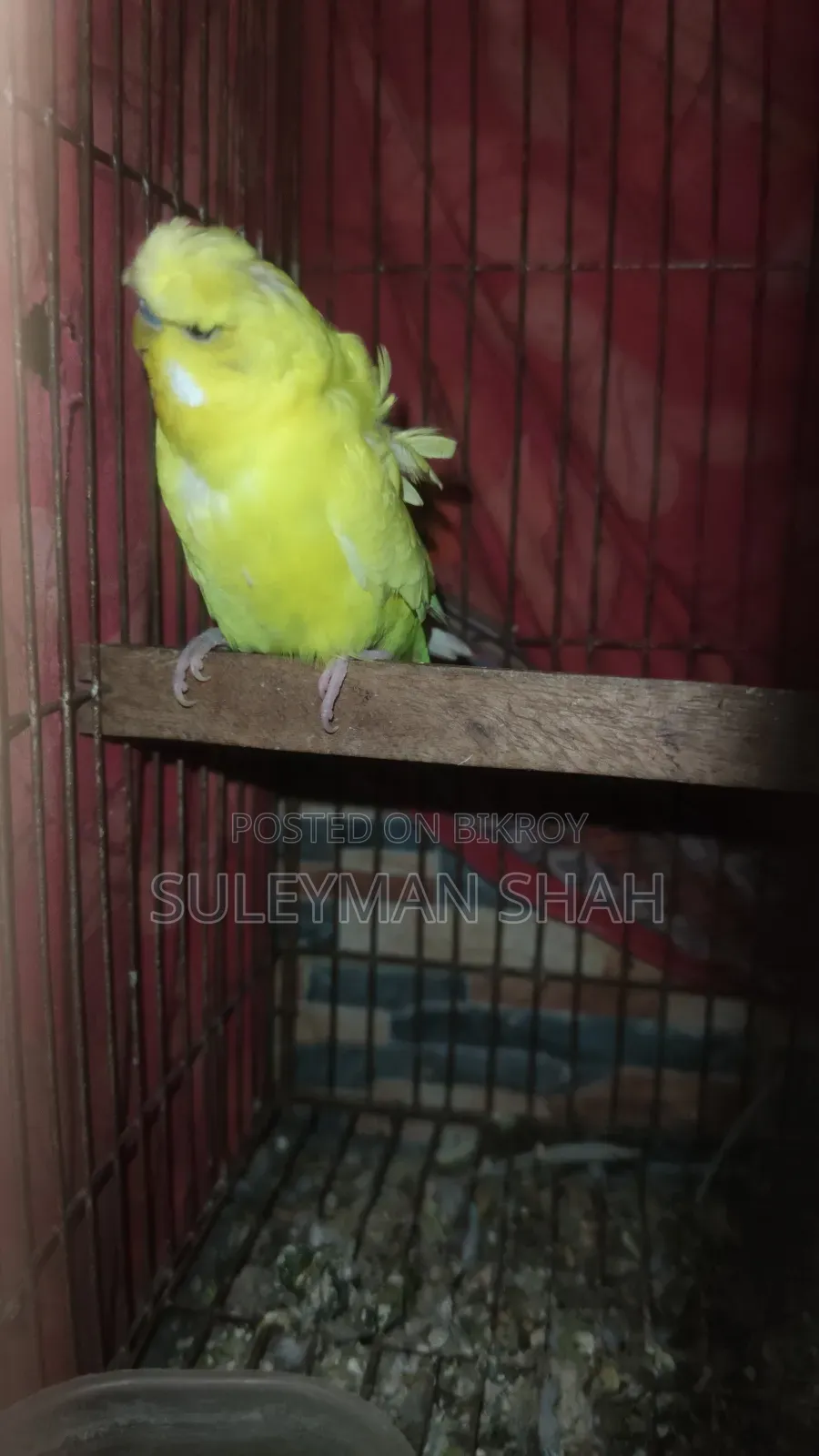 লুটিনো জাপানিজ ডাবল ফ্লাওয়ার