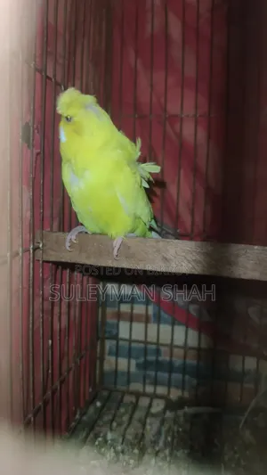 লুটিনো জাপানিজ ডাবল ফ্লাওয়ার