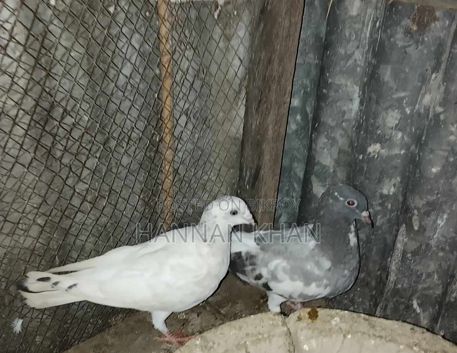 Want to sell 1 pair of Kakji pigeons