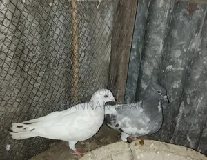 Want to sell 1 pair of Kakji pigeons