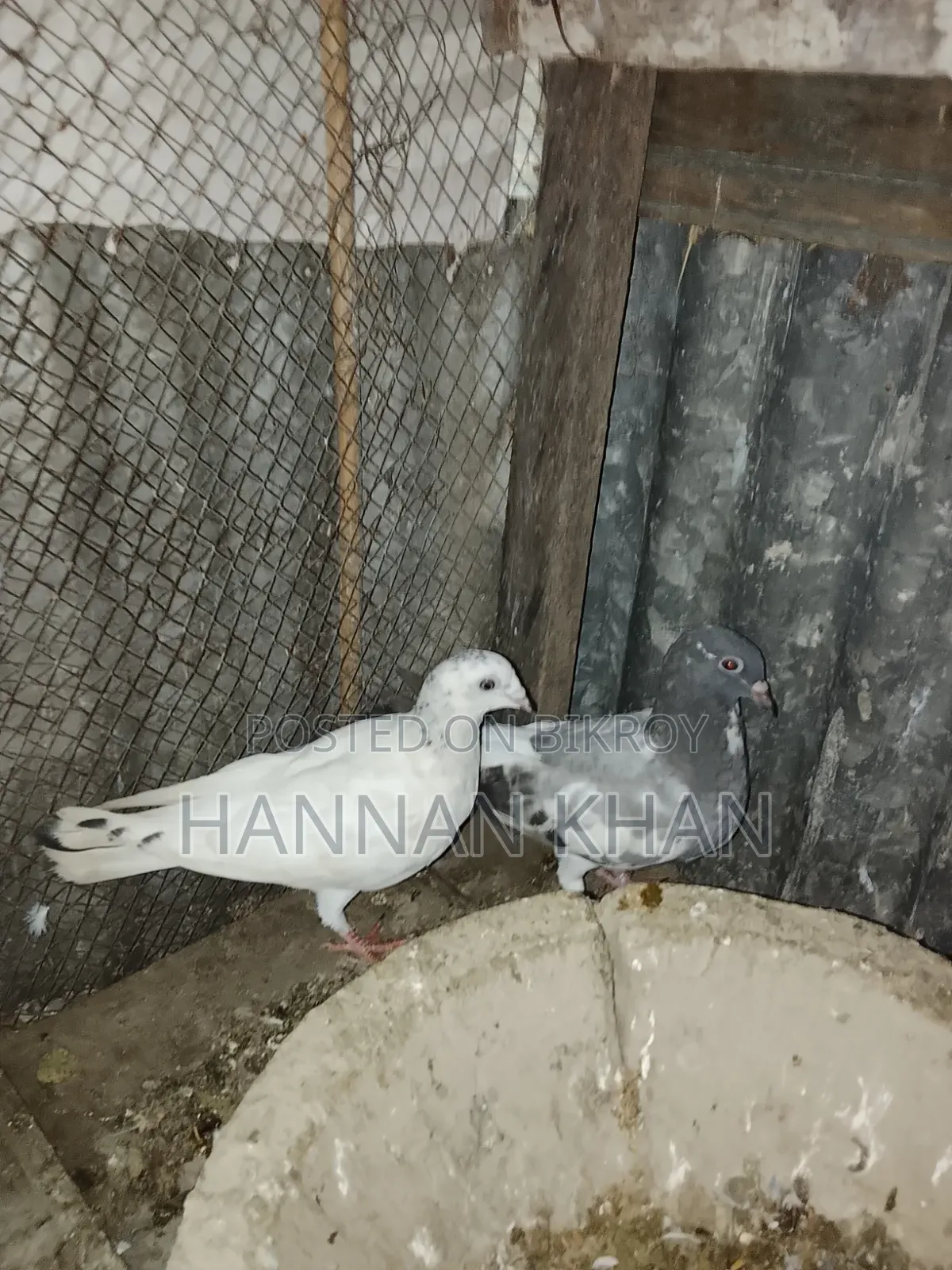 Want to sell 1 pair of Kakji pigeons