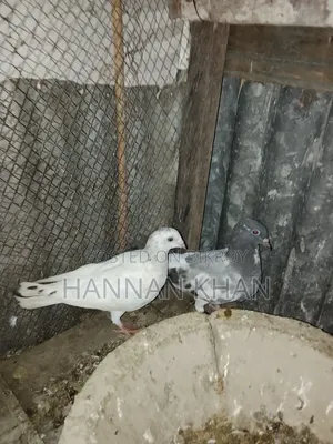 Want to sell 1 pair of Kakji pigeons