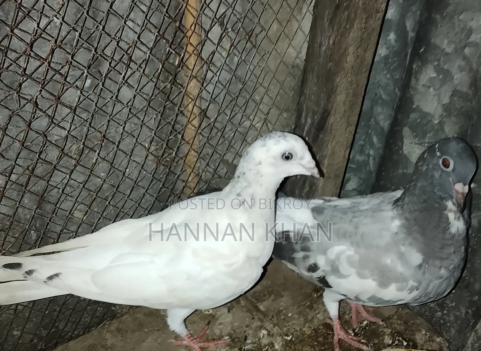 Want to sell 1 pair of Kakji pigeons