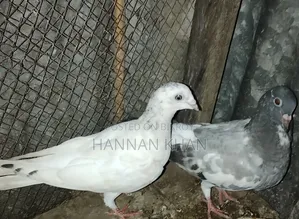 Want to sell 1 pair of Kakji pigeons