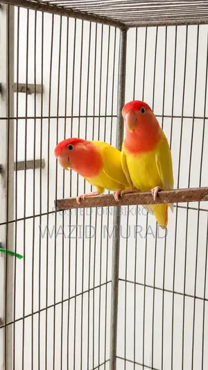Lovebird Pairs