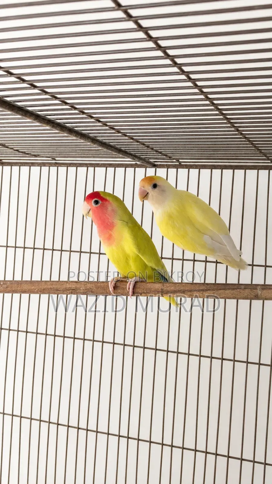Lovebird Pairs
