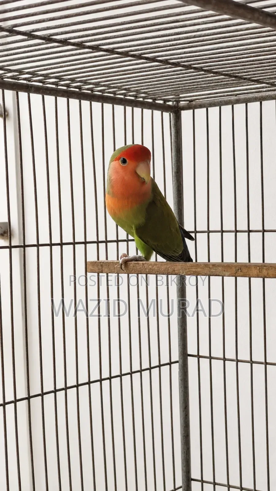 Lovebird Pairs