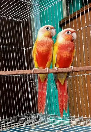 রেড ফ্যাক্টর সান চিক কনুর