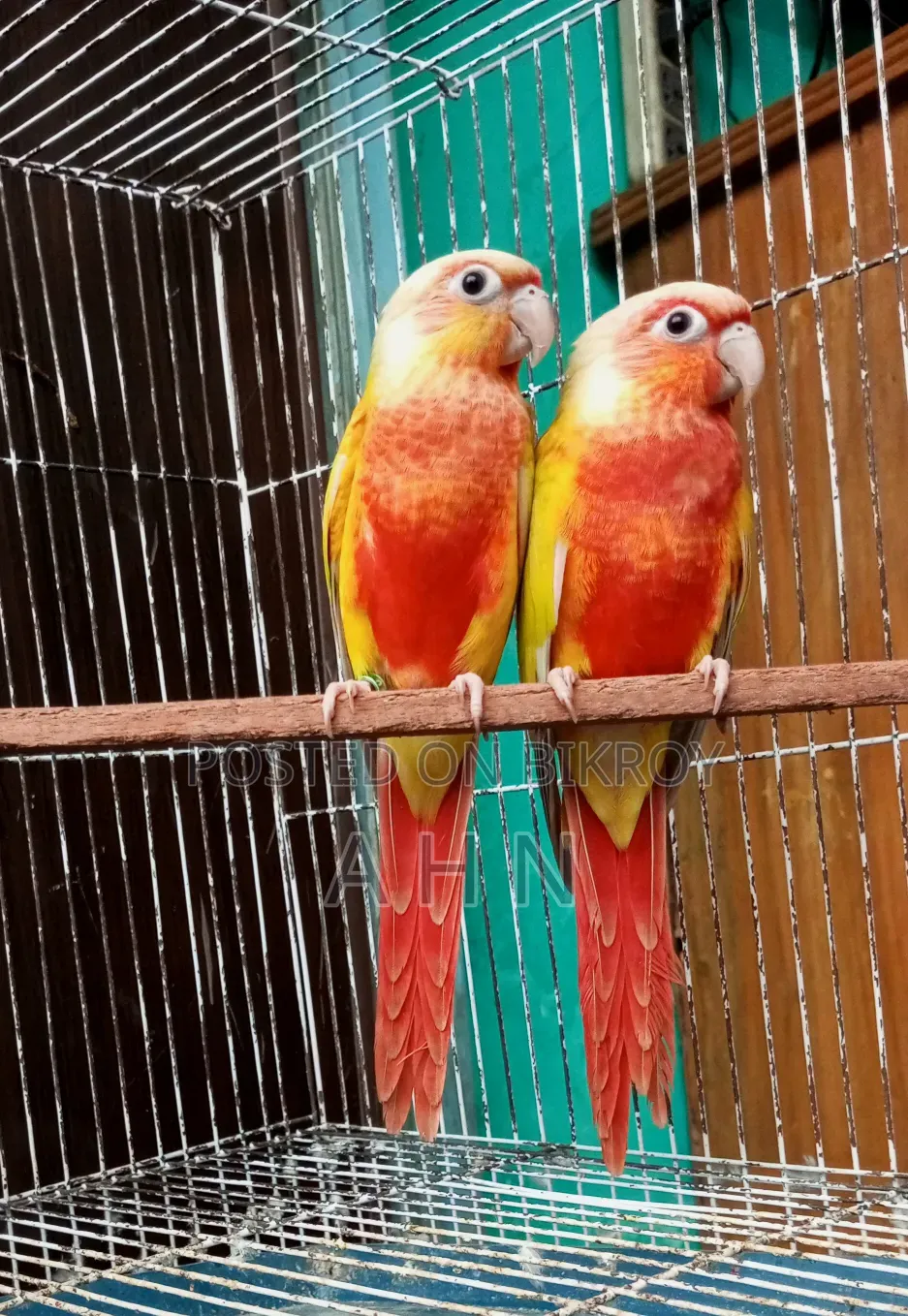 Red Factor Sun Cheek Conure