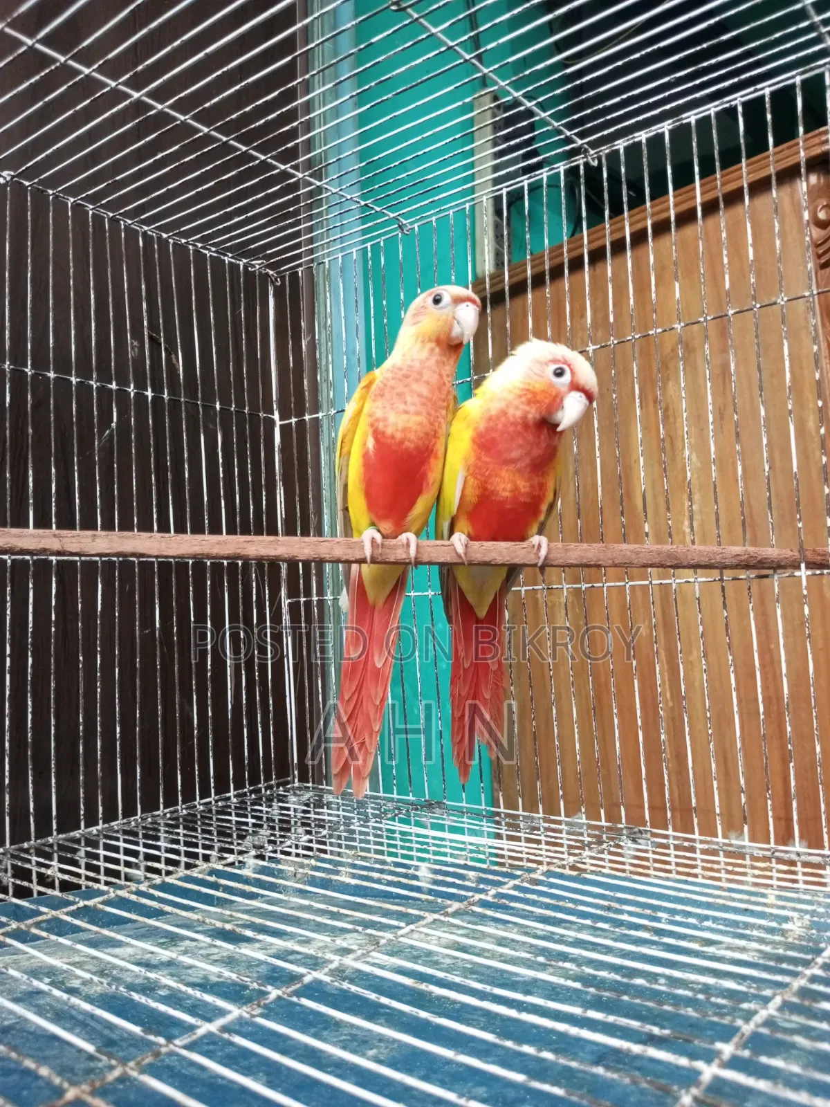 Red Factor Sun Cheek Conure