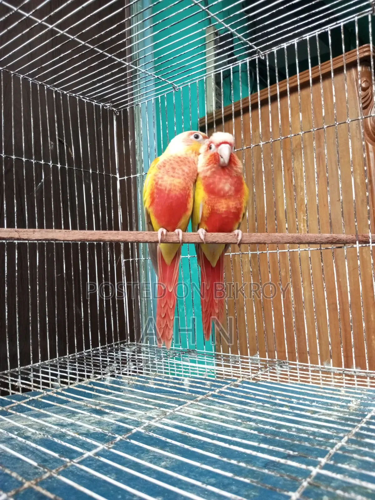 Red Factor Sun Cheek Conure