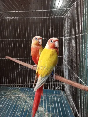 Red Factor Sun Cheek Conure
