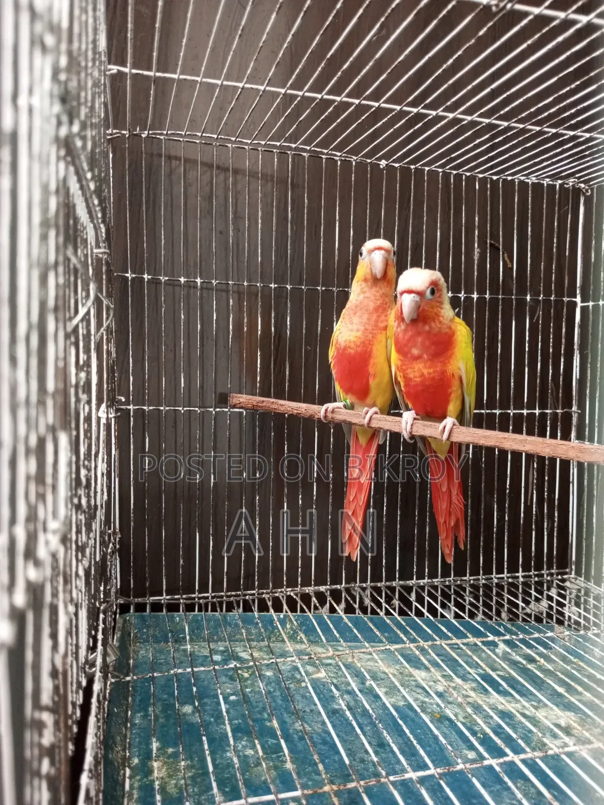 Red Factor Sun Cheek Conure