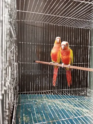 Red Factor Sun Cheek Conure