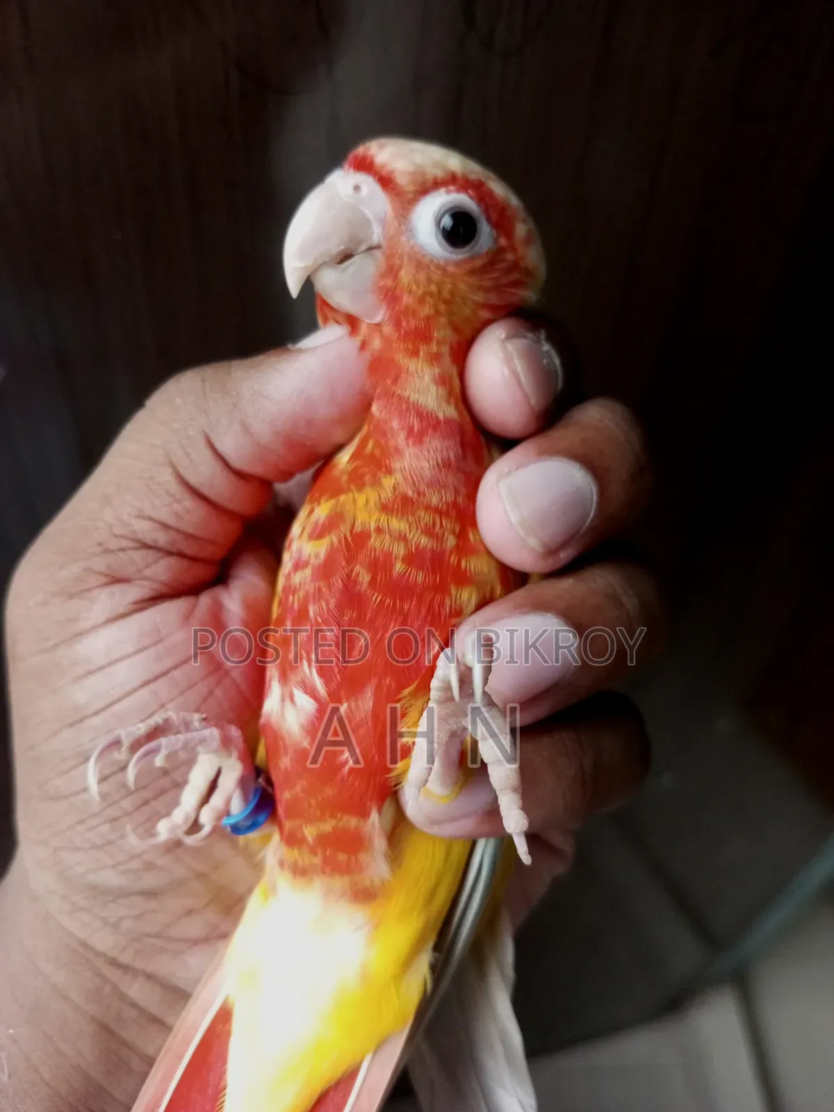 Red Factor Sun Cheek Conure
