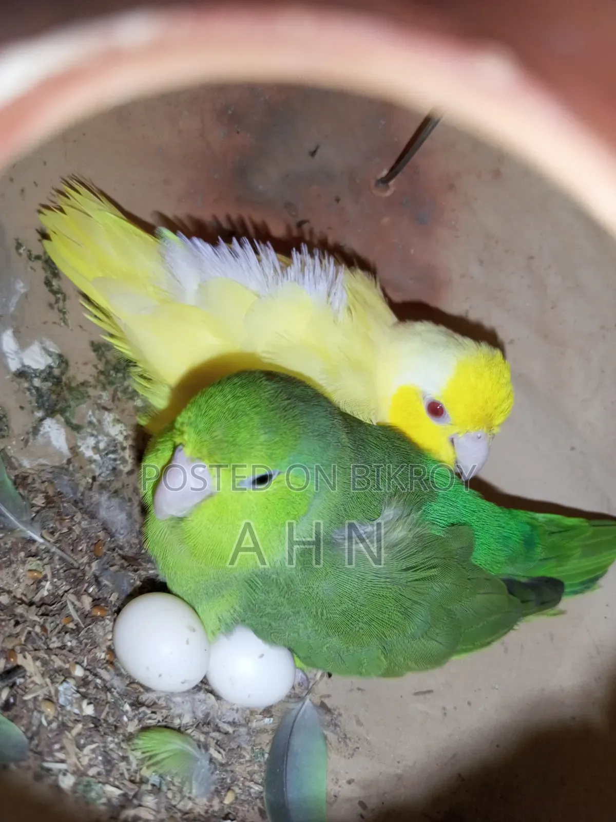 ফরপাস ব্রিডিং জোড়া