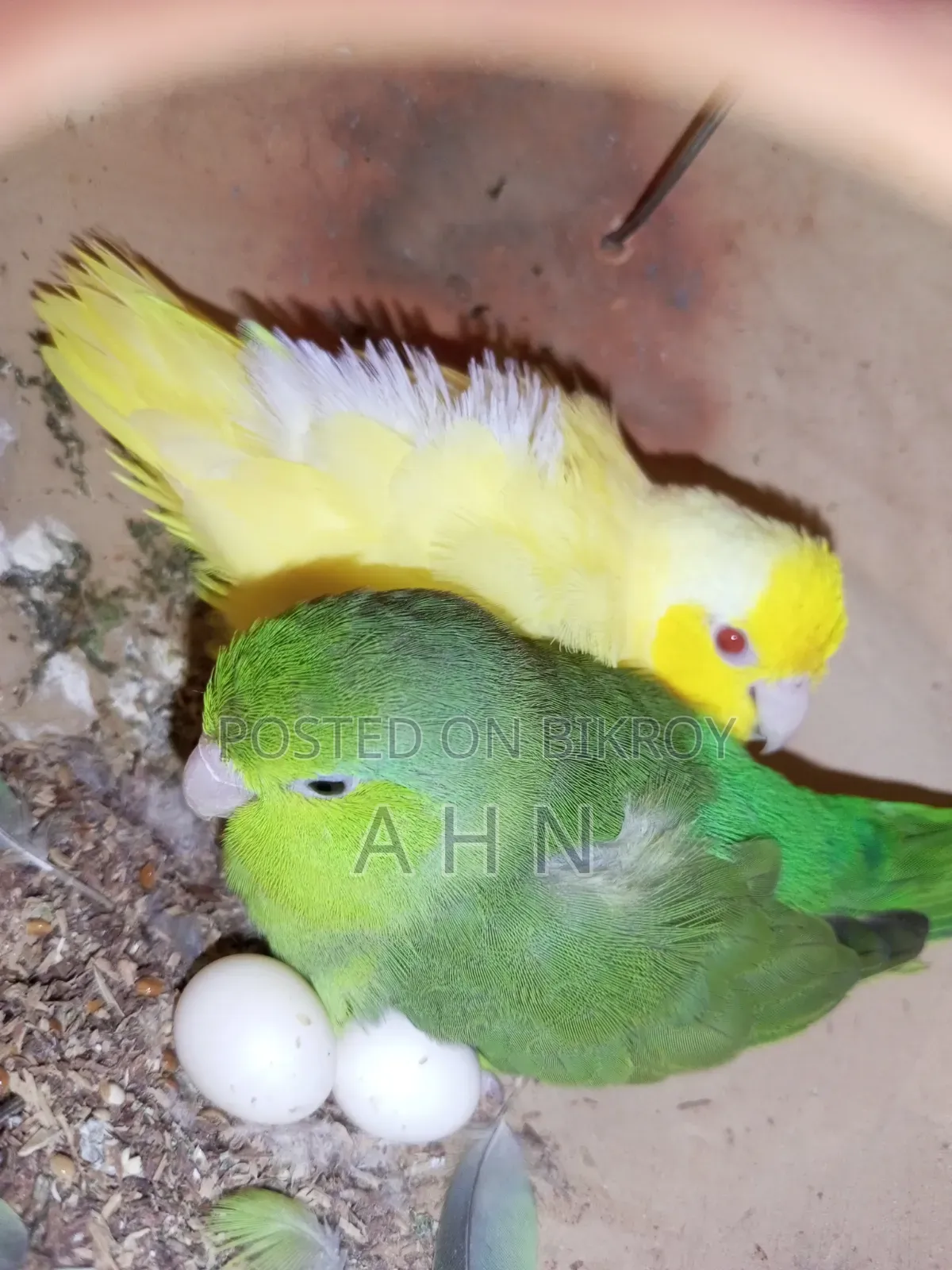ফরপাস ব্রিডিং জোড়া
