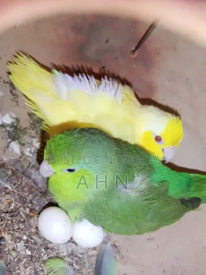 ফরপাস ব্রিডিং জোড়া