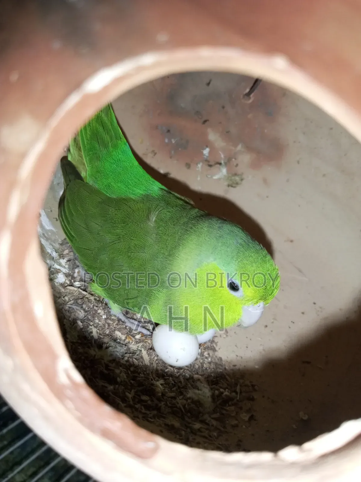 ফরপাস ব্রিডিং জোড়া