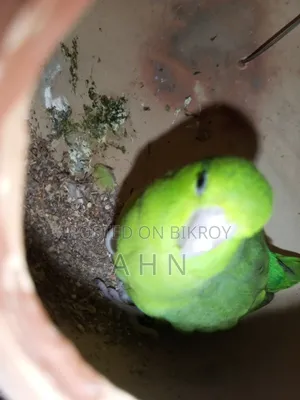 ফরপাস ব্রিডিং জোড়া