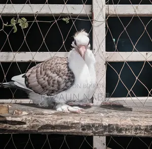 ঝরনা সাটিন সিঙ্গেল ও খাওয়ার বাচ্চা