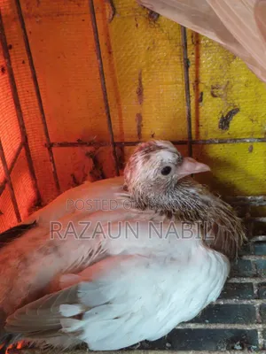 ঝরনা সাটিন সিঙ্গেল ও খাওয়ার বাচ্চা