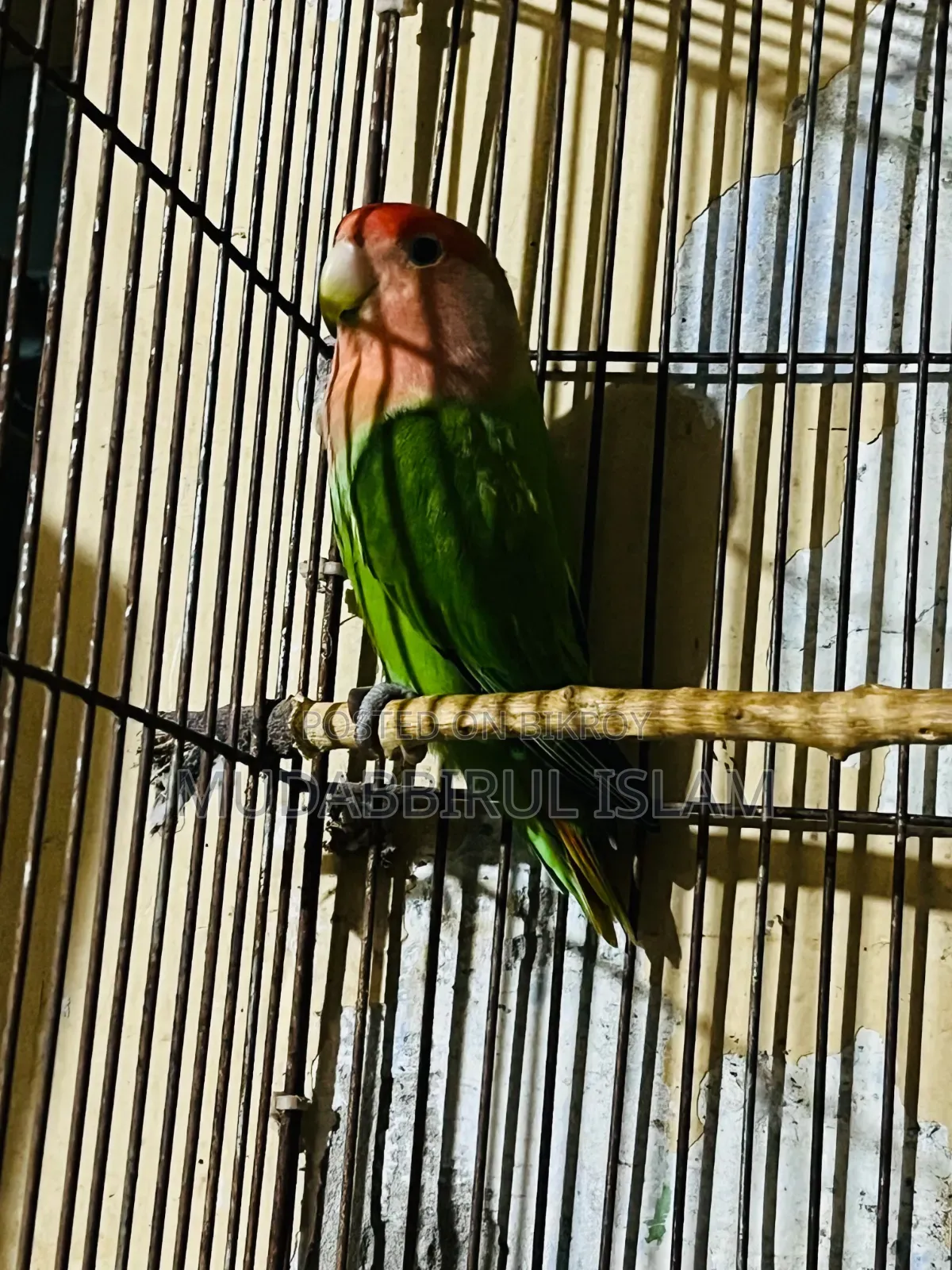 Cockatiel Bird