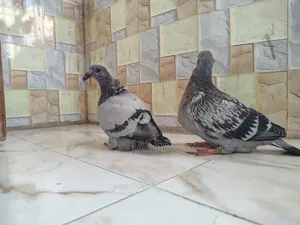 রেসার বেবি জোড়া