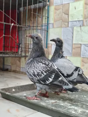 রেসার বেবি জোড়া