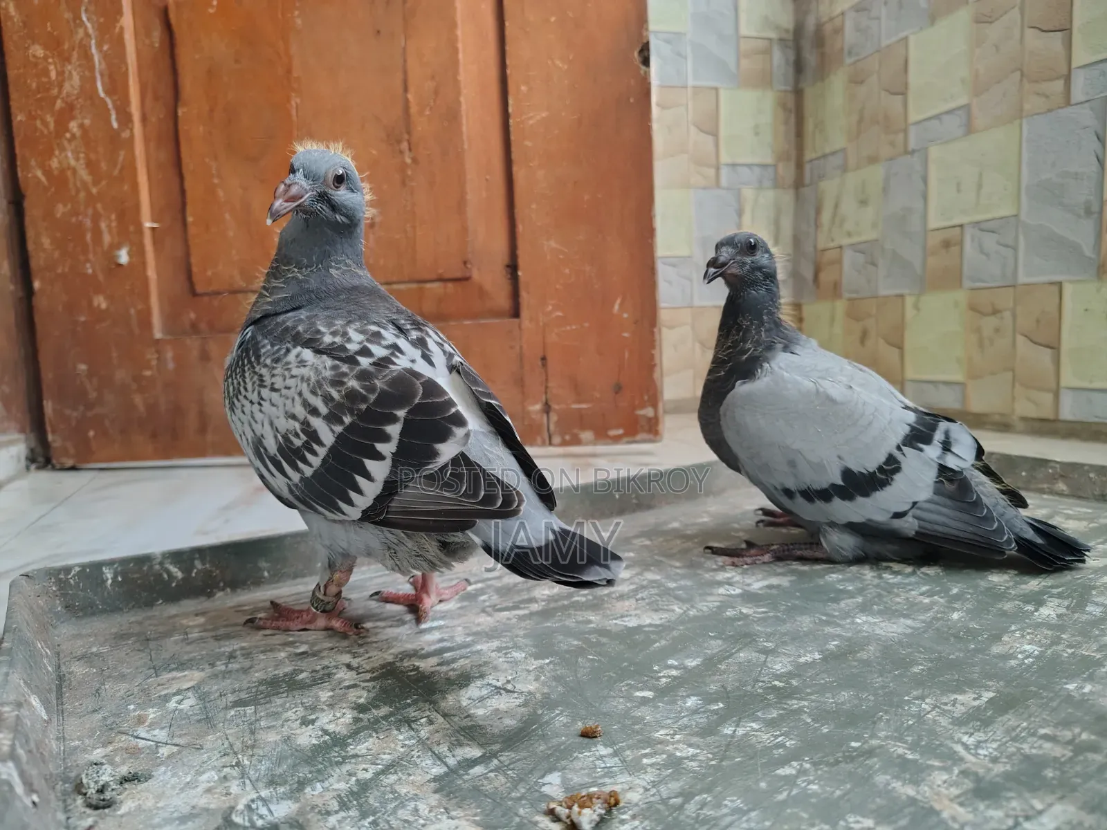 রেসার বেবি জোড়া