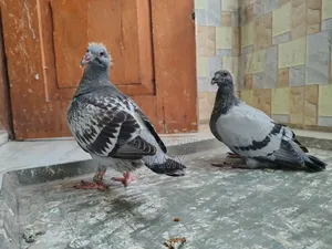 রেসার বেবি জোড়া