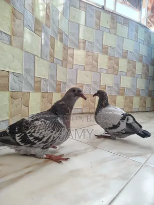 রেসার বেবি জোড়া