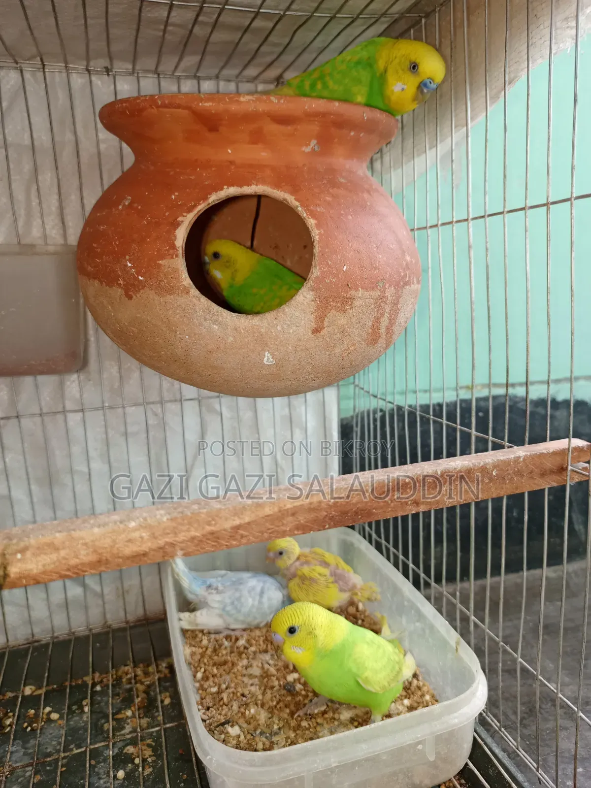 খাঁচা সহ বাজিগর বিক্রি হবে