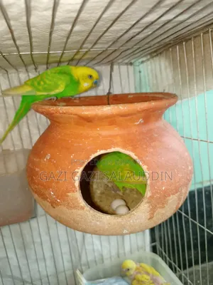 খাঁচা সহ বাজিগর বিক্রি হবে